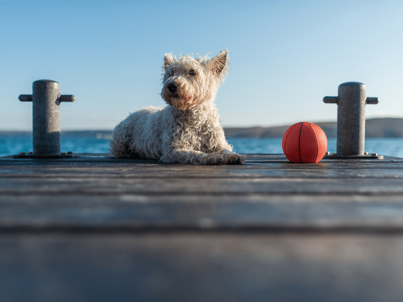 Hund og ball